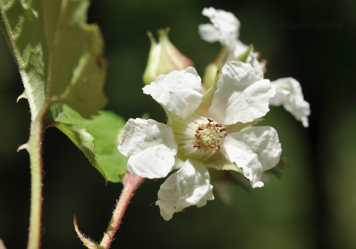 Image of Rubus crataegifolius specimen.