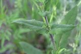 genus Salvia