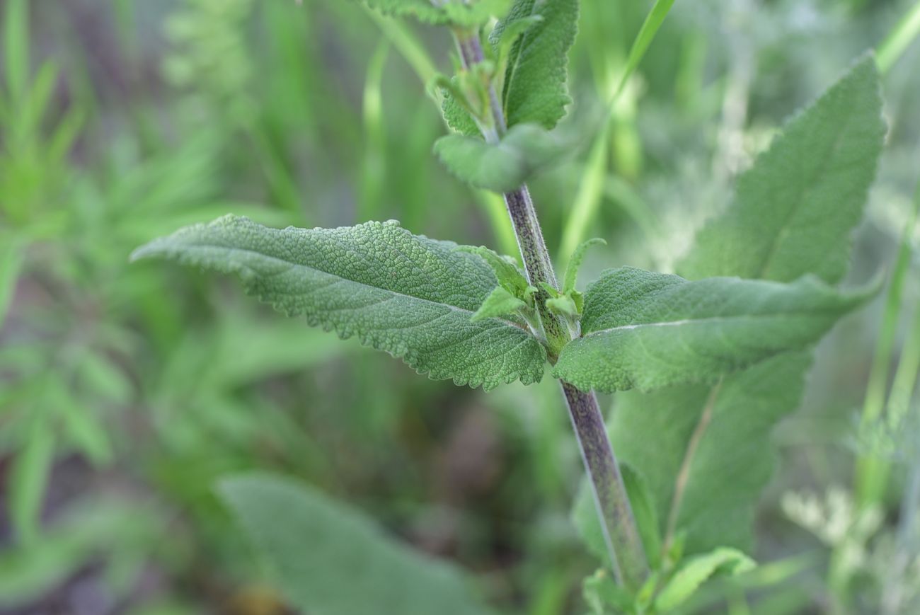 Image of genus Salvia specimen.