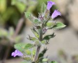 unknown species. Верхушка побега с соцветием. Грузия, край Самцхе-Джавахети, окраина с. Тмогви, окр. южного берега оз. Цунда, горная степь, каменистый грунт. 8 июня 2026 г.