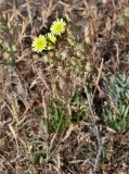 Andryala integrifolia
