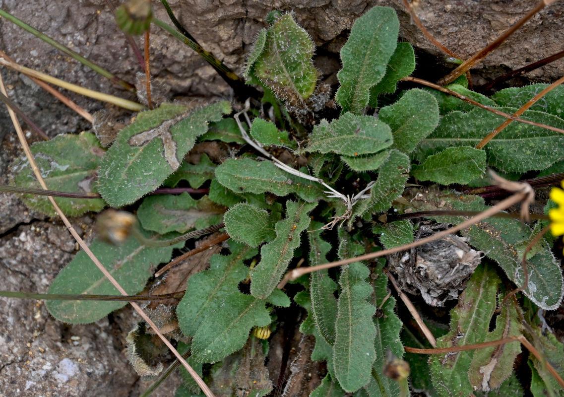 Image of Leontodon saxatilis specimen.