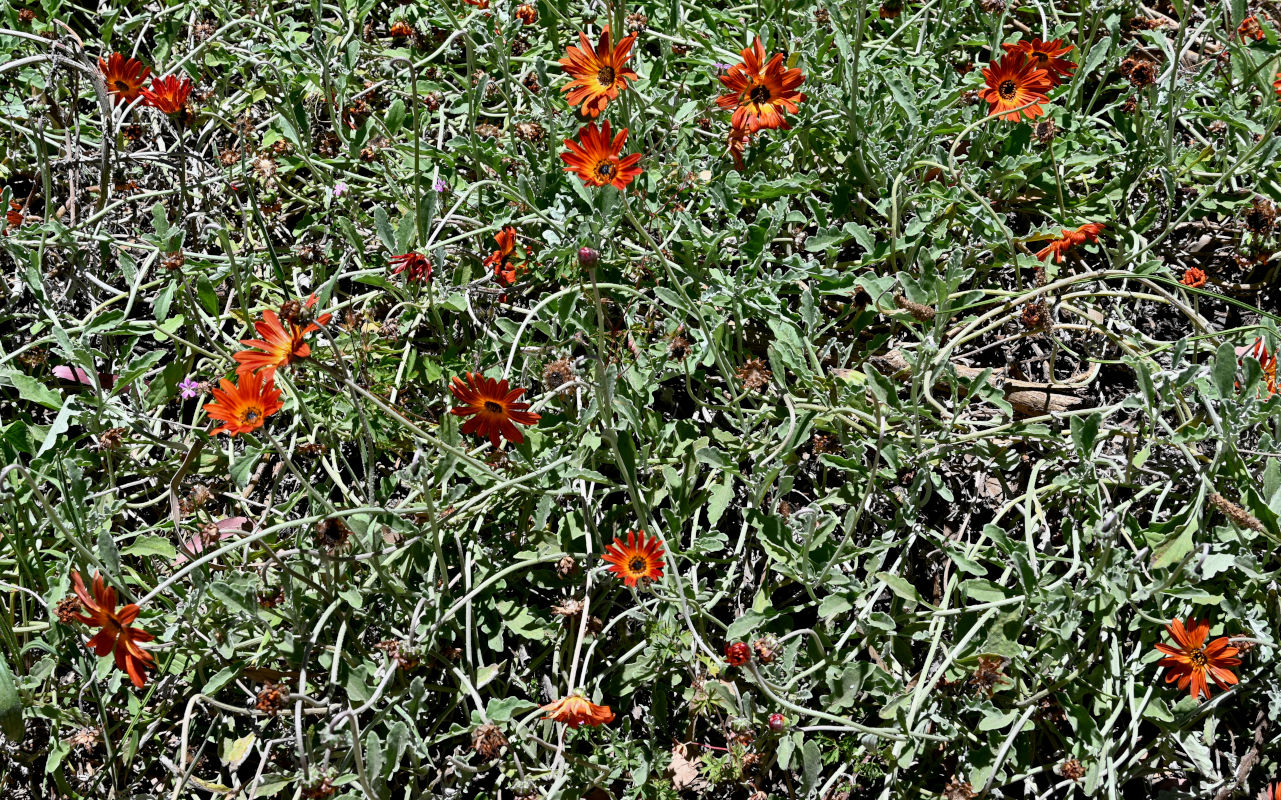 Image of Arctotis hybrida specimen.