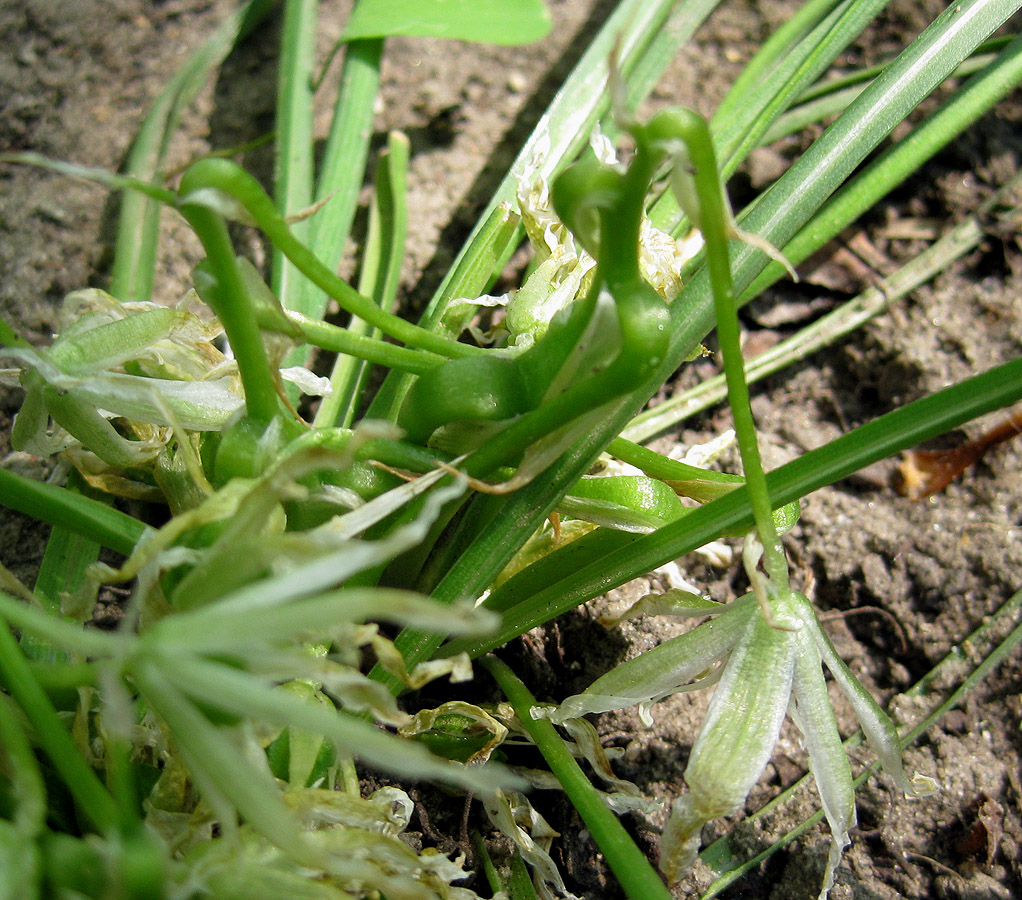 Image of Ornithogalum refractum specimen.