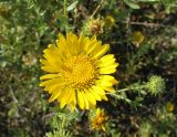 Grindelia squarrosa
