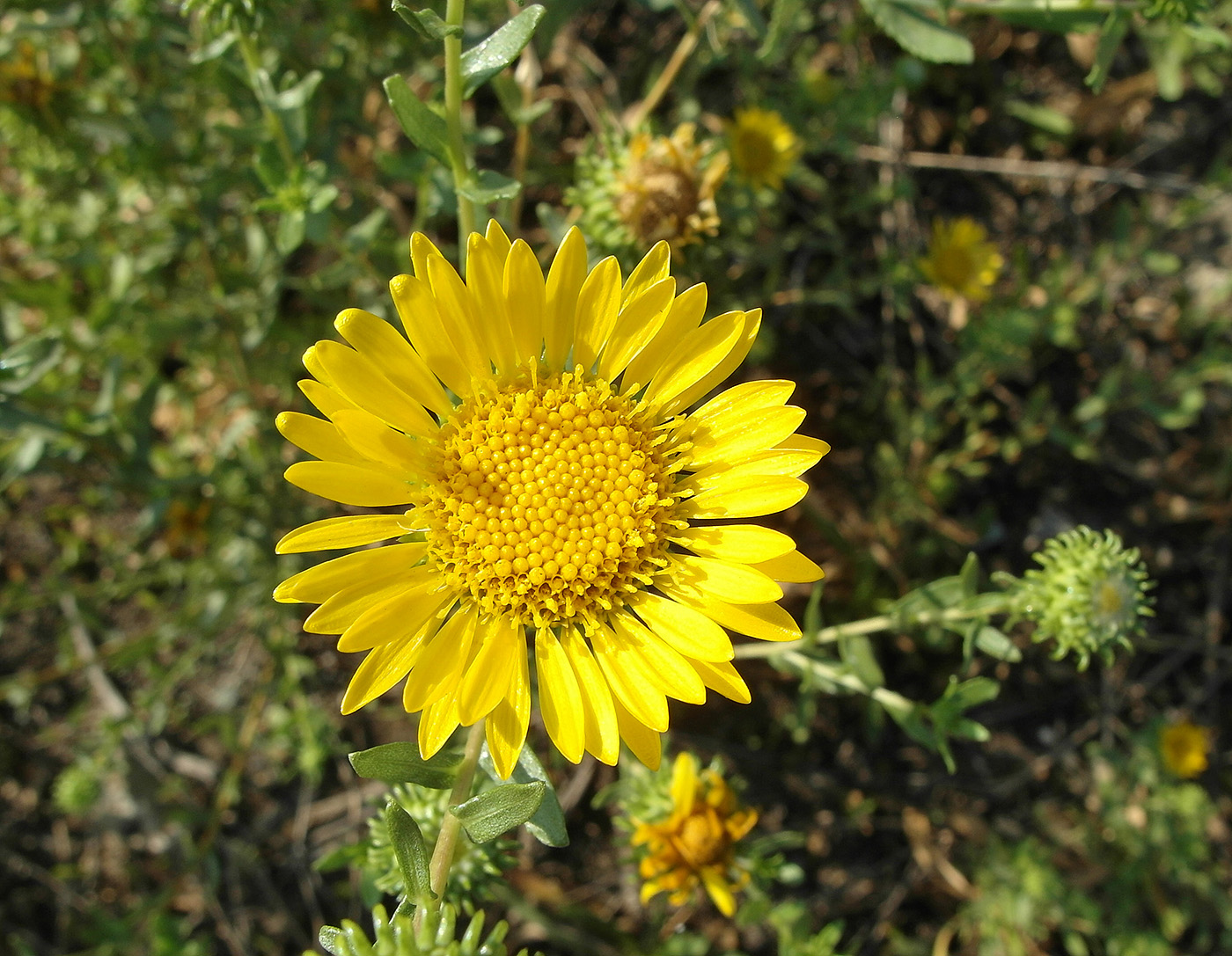Image of Grindelia squarrosa specimen.