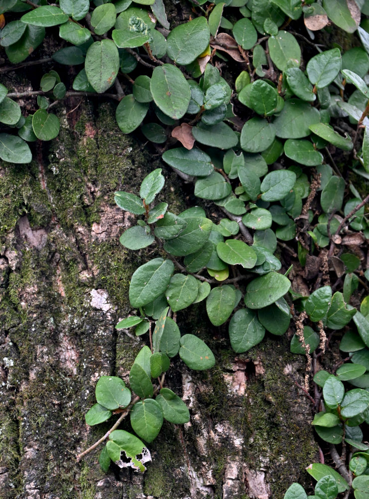 Image of Ficus pumila specimen.