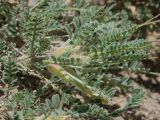 Astragalus lasiosemius. Верхушка веточки с обкусанными завязями. Таджикистан, Горно-Бадахшанская автономная обл., Рушанский р-н, хр. Музкол, окр. Сарезского оз., Усойский завал, каменистый склон. 26 июня 2026 г.