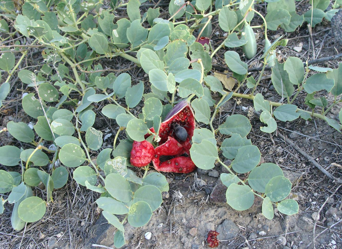 Image of Capparis spinosa specimen.