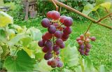 Vitis × alexanderi. Созревшее соплодие('Изабелла'). Московская обл., Раменский р-н, окр. дер. Хрипань, садовый участок. 30.09.2026.