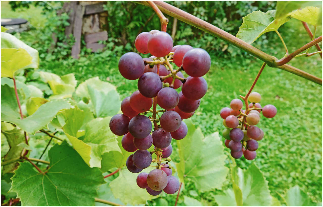 Image of Vitis × alexanderi specimen.