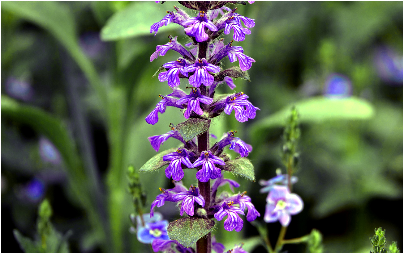 Изображение особи Ajuga reptans.