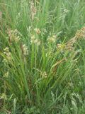Luzula pallescens