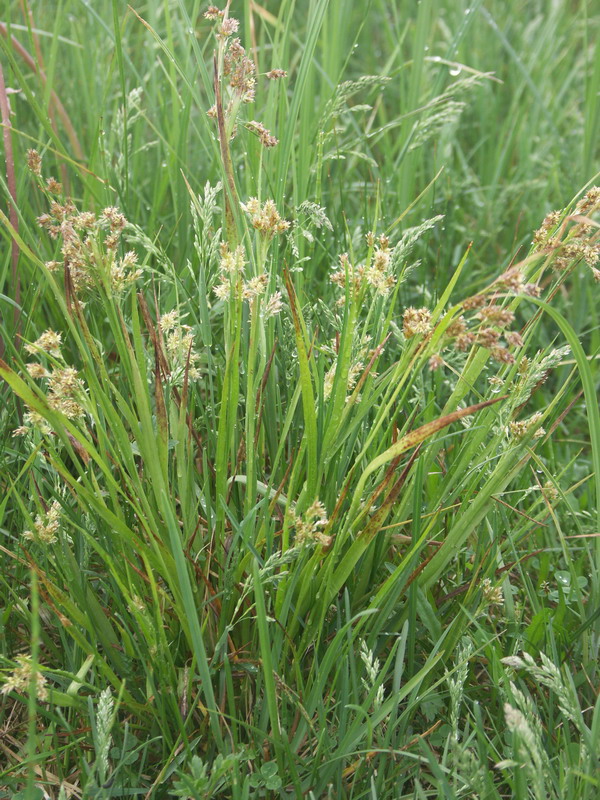 Image of Luzula pallescens specimen.