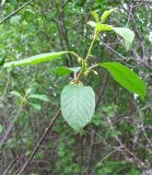 Frangula alnus. Побег с ботонизирующими соцветиями. Ярославская обл., Некоузский р-н, окр. пос. Борок, дачный участок. 03.06.2011.