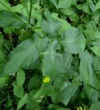 Doronicum austriacum. Верхние стеблевые листья. Москва,ГБС РАН. 17.06.2011.