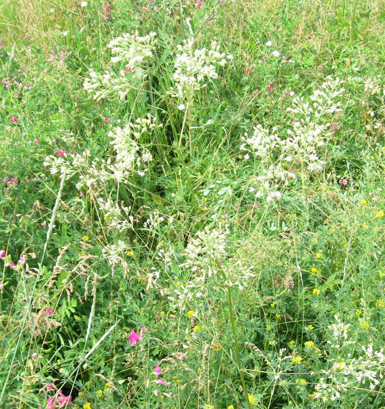 Image of Silene wolgensis specimen.