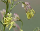 Thalictrum flexuosum