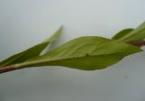 Solidago virgaurea. Обратная сторона листа. Новосибирская обл., Карасукский р-н, с. Благодатное, луг. 08.08.2011.