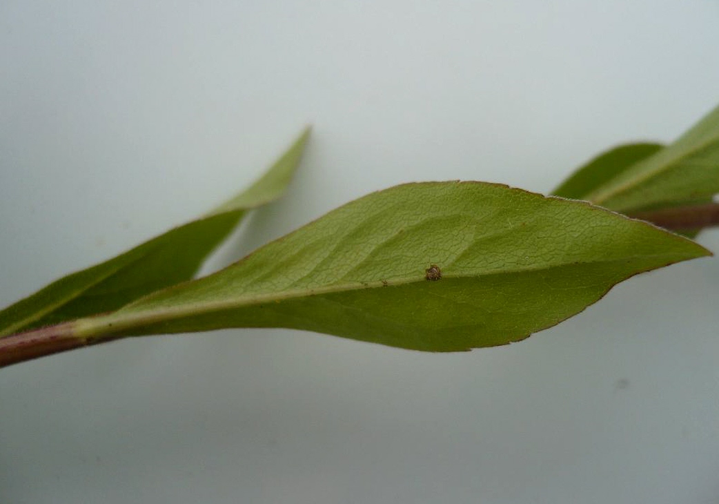 Изображение особи Solidago virgaurea.