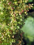 Rumex alpinus. Часть соцветия (Rumex pseudoalpinus Hoefft). Украина, Ивано-Франковская обл., Надворнянский р-н, природный заповедник \"Горганы\", Кливки, горный луг. 17 июня 2011 г.