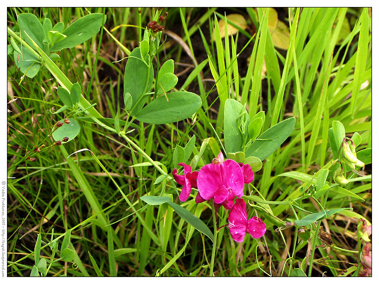 Изображение особи Lathyrus tuberosus.