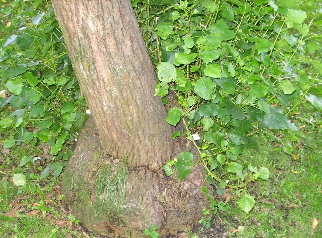 Image of Populus lasiocarpa specimen.