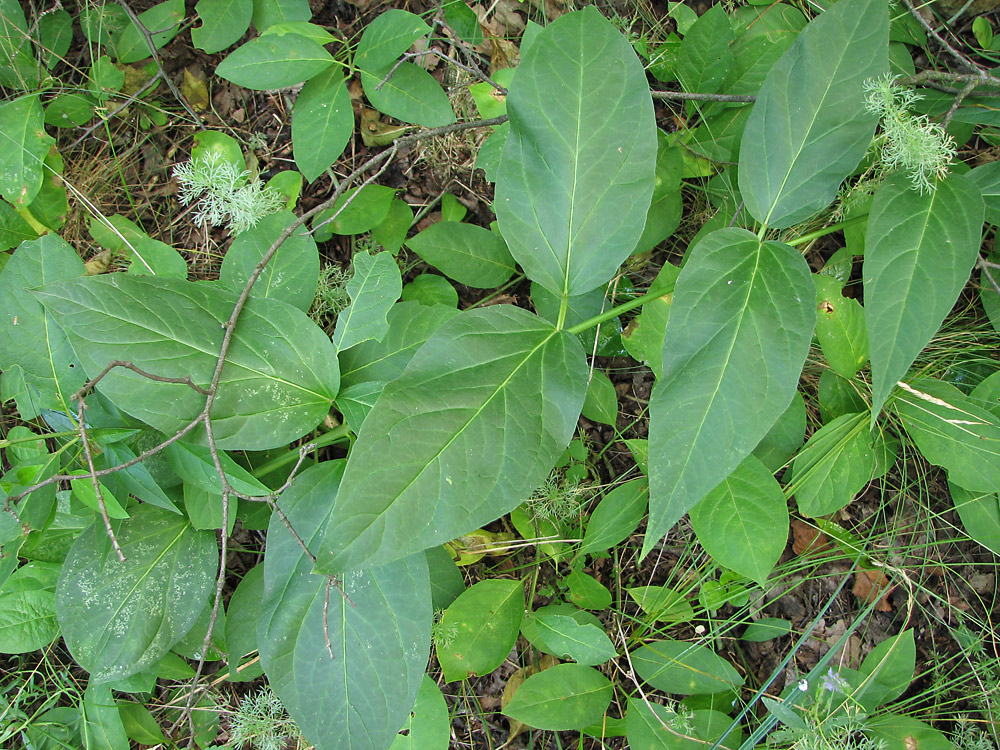 Image of Vincetoxicum scandens specimen.