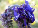 Salvia nutans. Цветки на верхушке соцветия. Крым, мыс Тарханкут. 7 мая 2010 г.