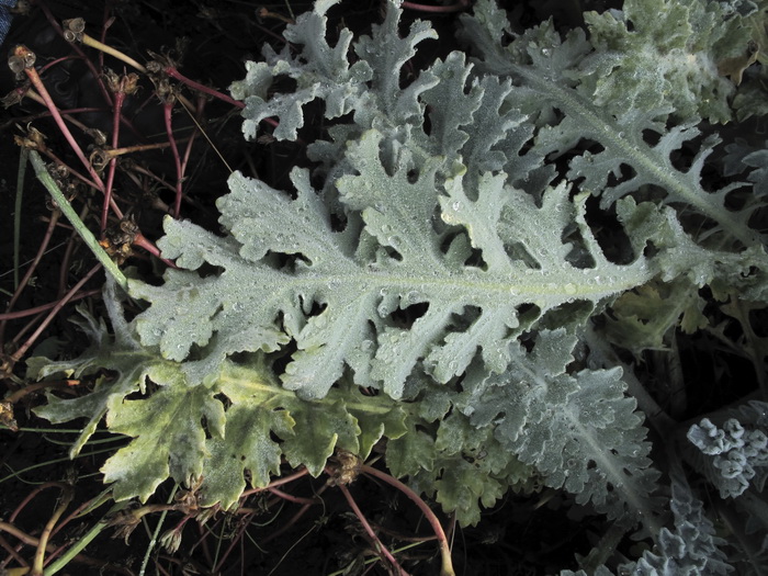 Изображение особи Glaucium flavum.