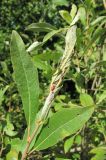 Salix × laurina
