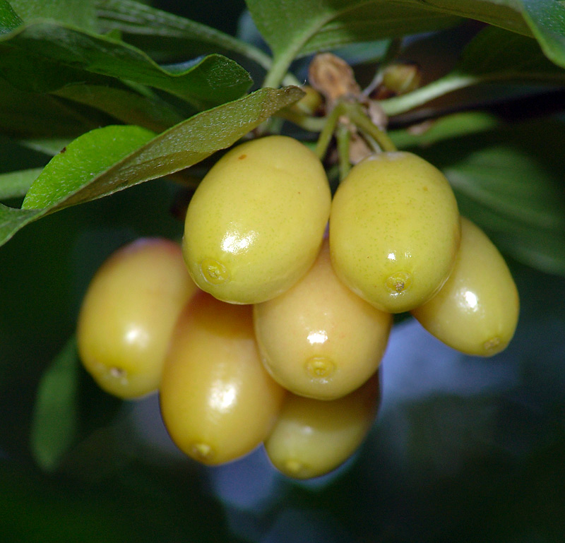 Изображение особи Cornus mas.