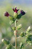 Cousinia umbrosa. Верхушка расцветающего растения. Южный Казахстан, верховья Арыси. 21.06.2011.