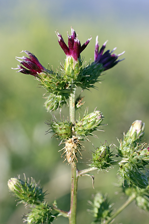 Изображение особи Cousinia umbrosa.