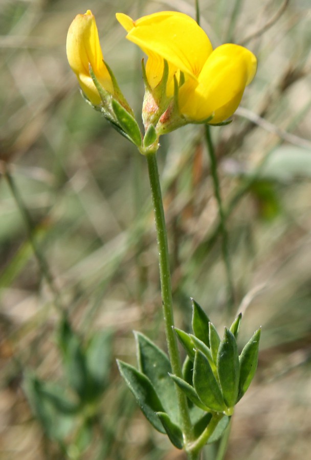 Image of Lotus elisabethae specimen.