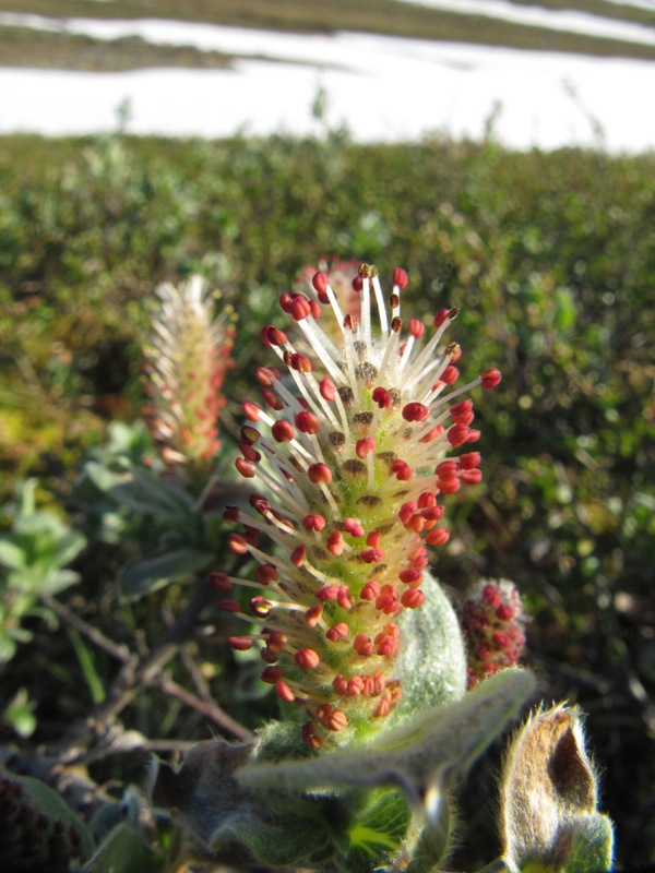 Image of Salix glauca specimen.