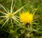 Centaurea solstitialis. Соцветия. Копетдаг, Чули. Июнь 2011 г.