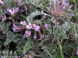 Astragalus testiculatus