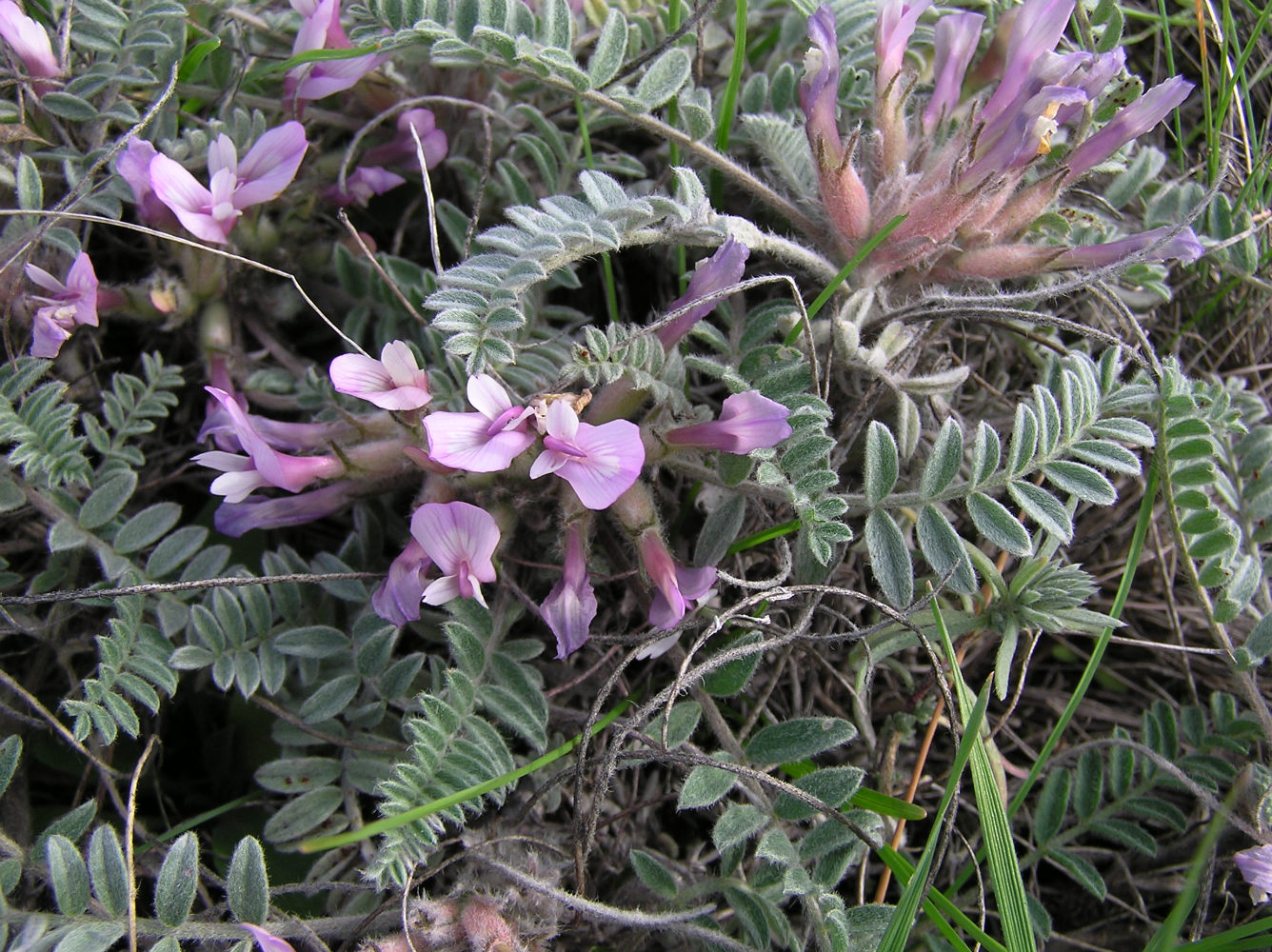 Изображение особи Astragalus testiculatus.