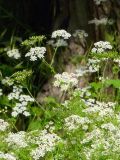 Anthriscus sylvestris