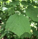 Acer tegmentosum. Листья на верхушке ветви. Приморье, Владивосток, Ботанический сад. 23.08.2009.