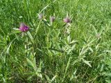 Trifolium alpestre