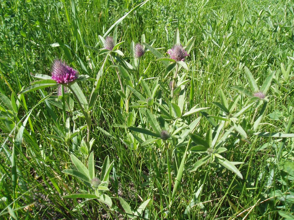 Изображение особи Trifolium alpestre.