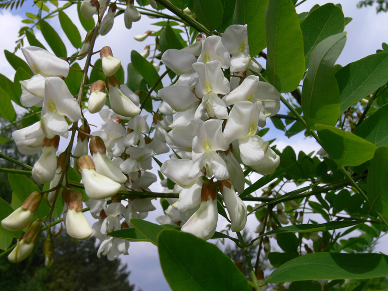 Изображение особи Robinia pseudoacacia.