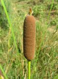 Typha elatior