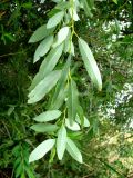 Salix &times; alopecuroides