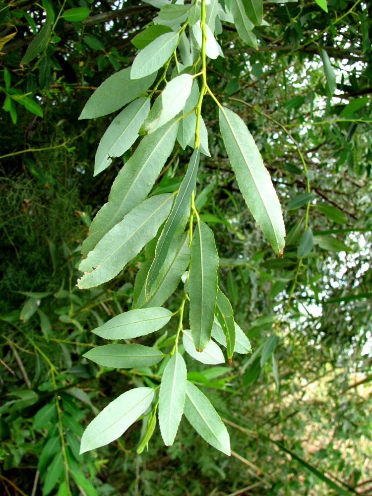 Image of Salix &times; alopecuroides specimen.