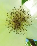 Image of taxon representative. Author is Андрей Ковальчук
