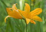 Hemerocallis middendorffii. Цветки. Сахалин, Тымовский р-н, окр. с. Ясное, опушка смешанного леса. 30.06.2011.