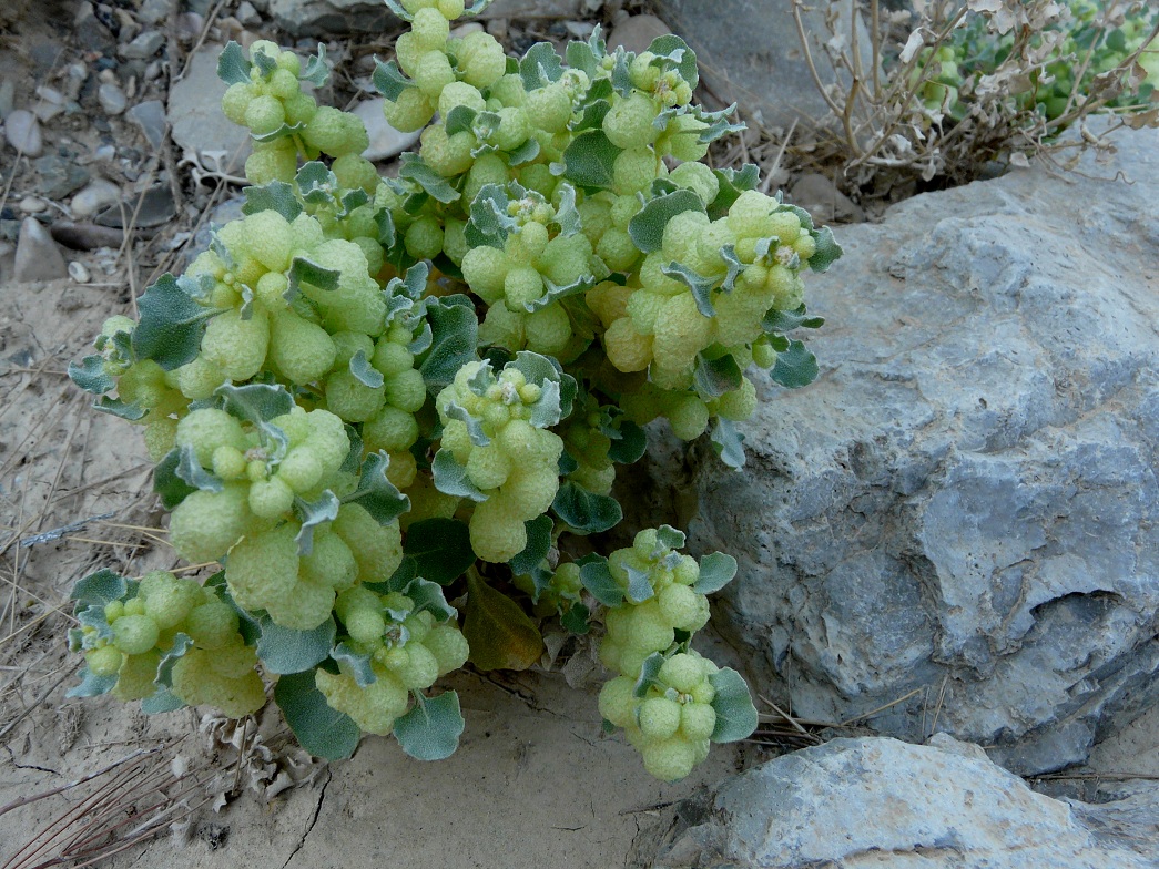 Image of Atriplex holocarpa specimen.